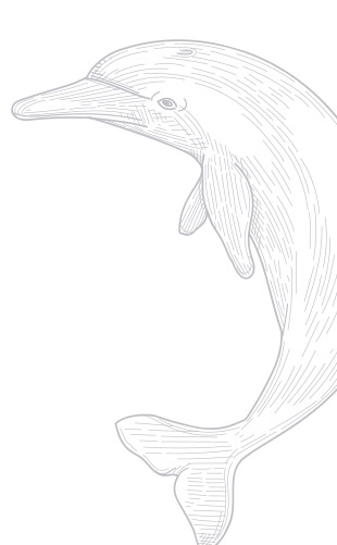 Dolphin Dolphin