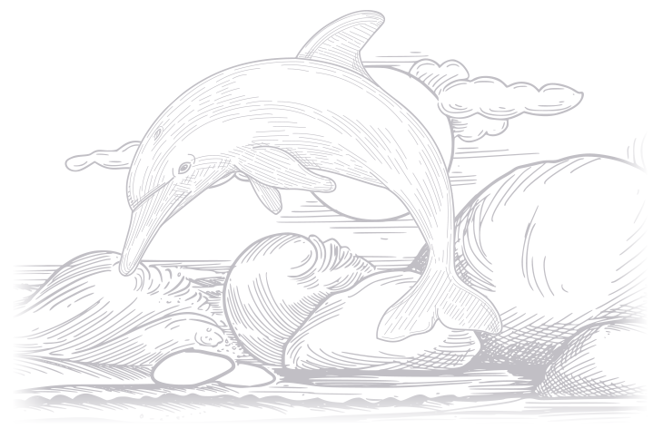 Dolphin Dolphin